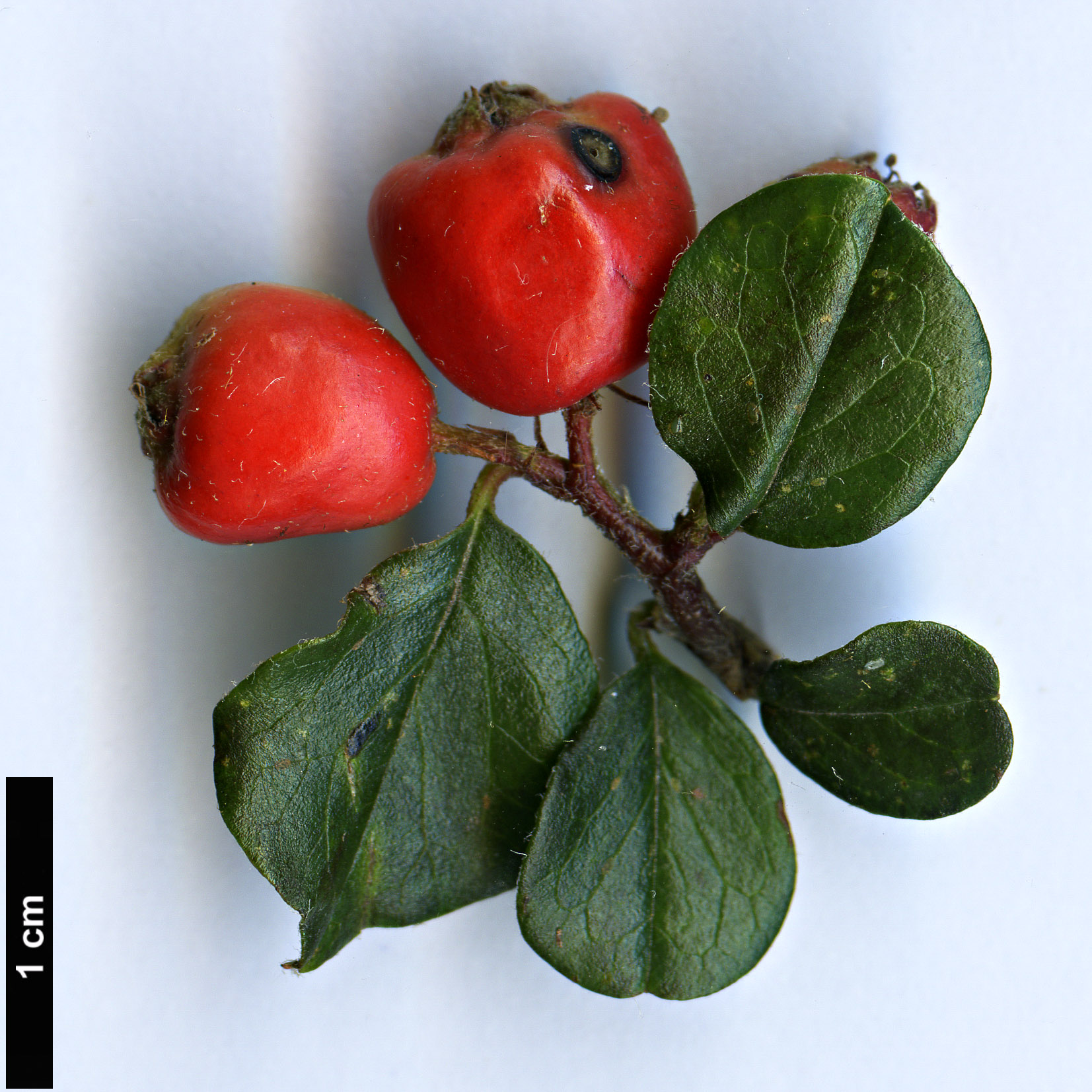 High resolution image: Family: Rosaceae - Genus: Cotoneaster - Taxon: nanshan